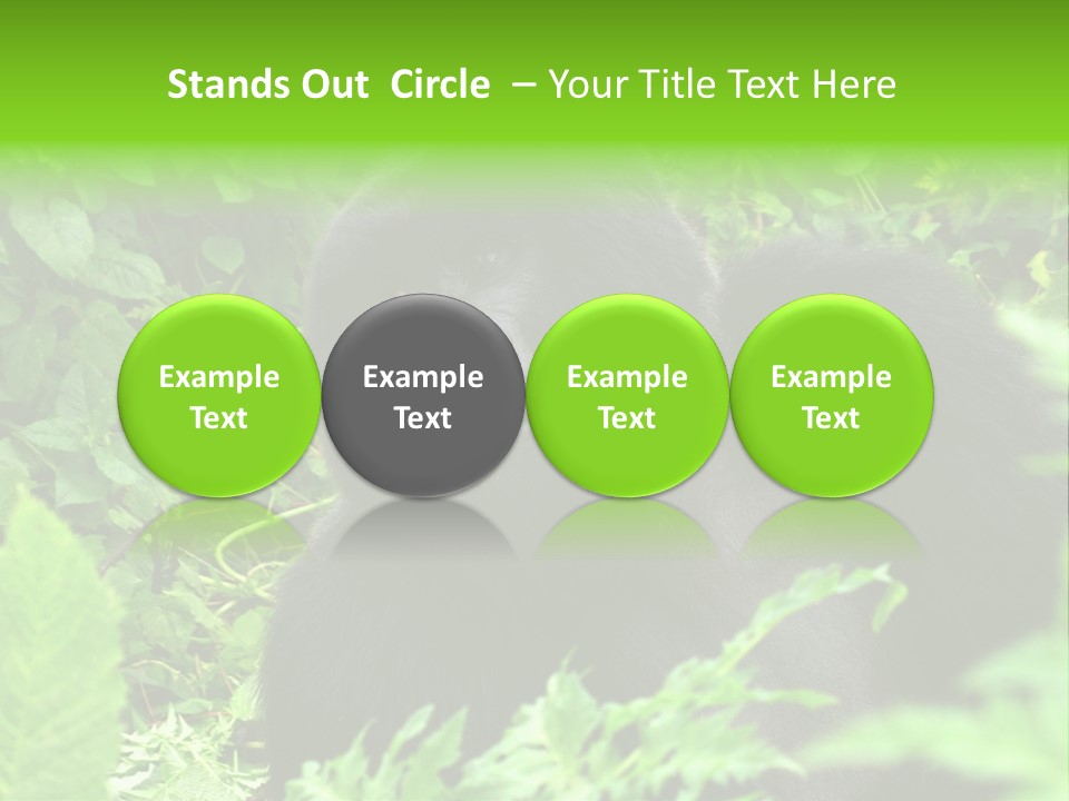 Virunga Gorilla Face Gorilla PowerPoint Template