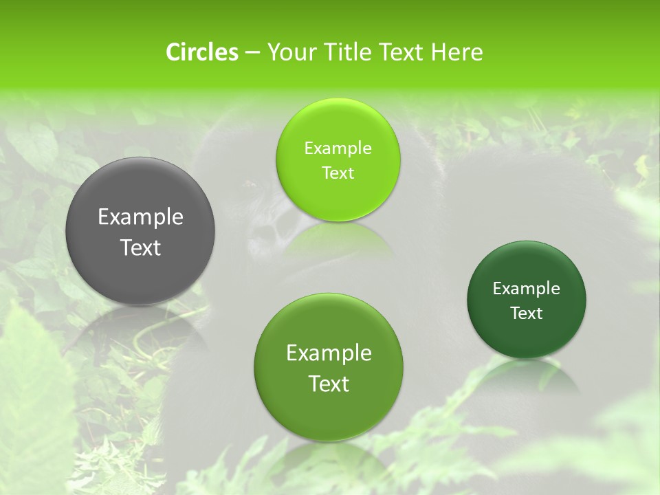 Virunga Gorilla Face Gorilla PowerPoint Template