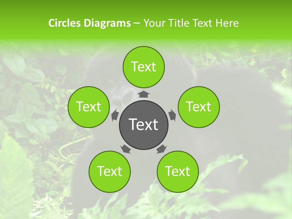 Virunga Gorilla Face Gorilla PowerPoint Template