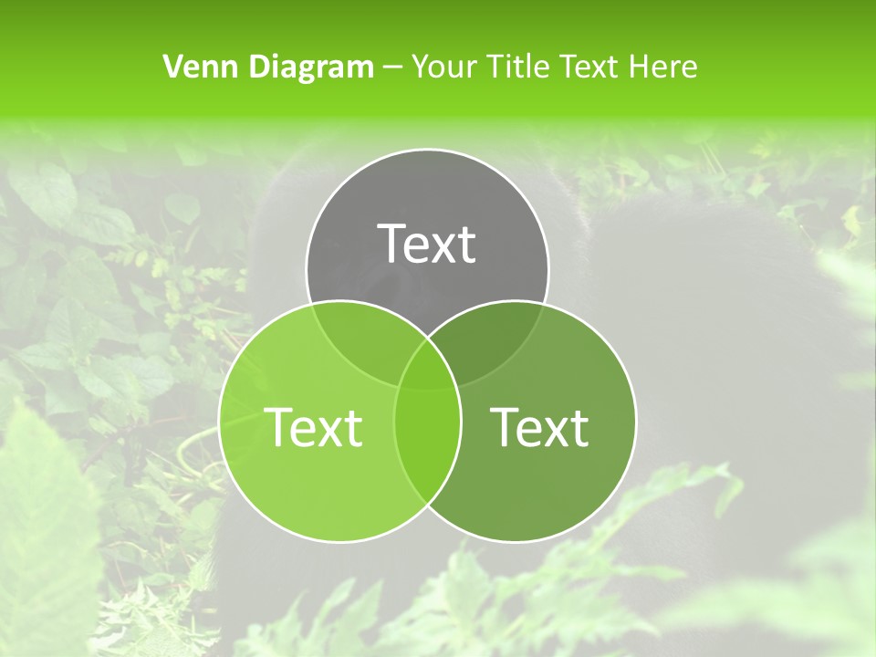 Virunga Gorilla Face Gorilla PowerPoint Template