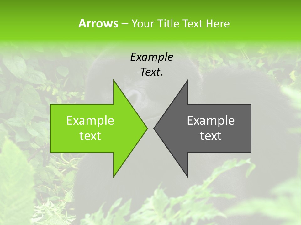 Virunga Gorilla Face Gorilla PowerPoint Template