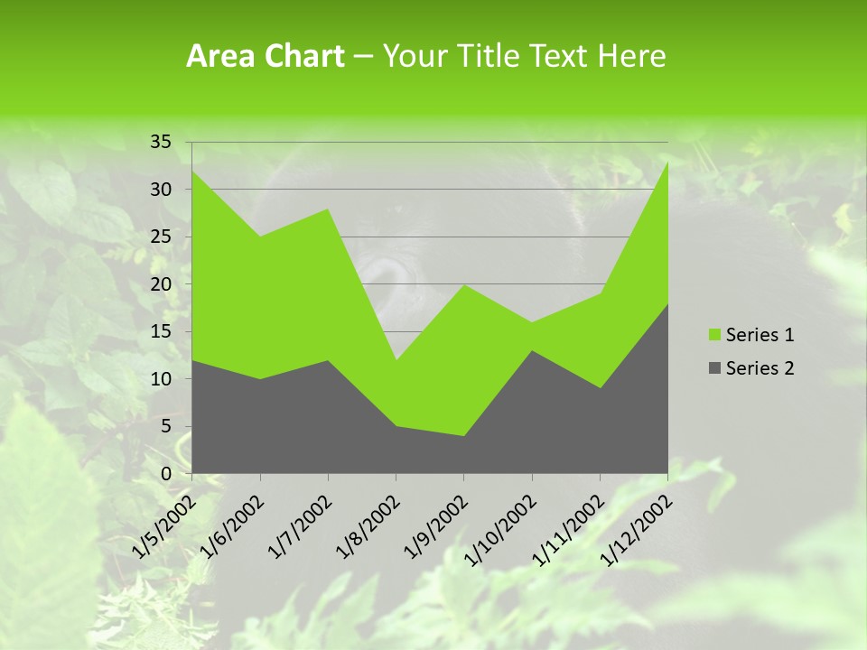 Virunga Gorilla Face Gorilla PowerPoint Template