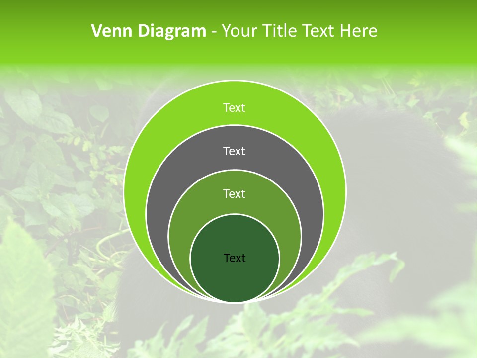 Virunga Gorilla Face Gorilla PowerPoint Template