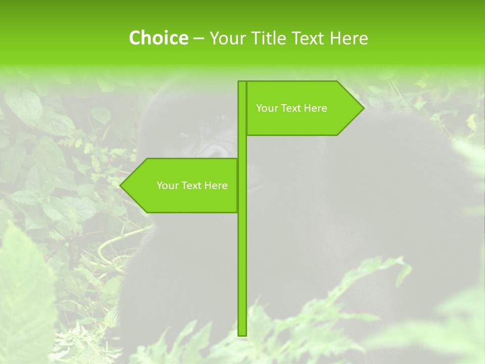 Virunga Gorilla Face Gorilla PowerPoint Template