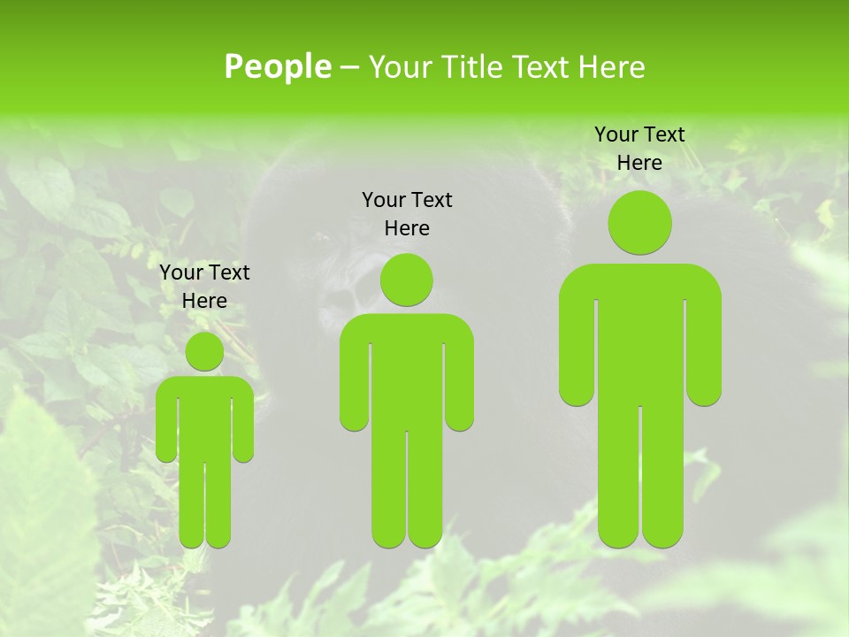 Virunga Gorilla Face Gorilla PowerPoint Template