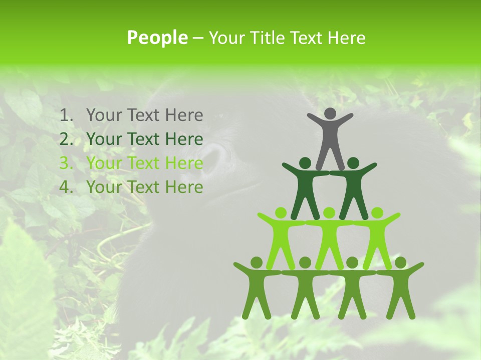 Virunga Gorilla Face Gorilla PowerPoint Template