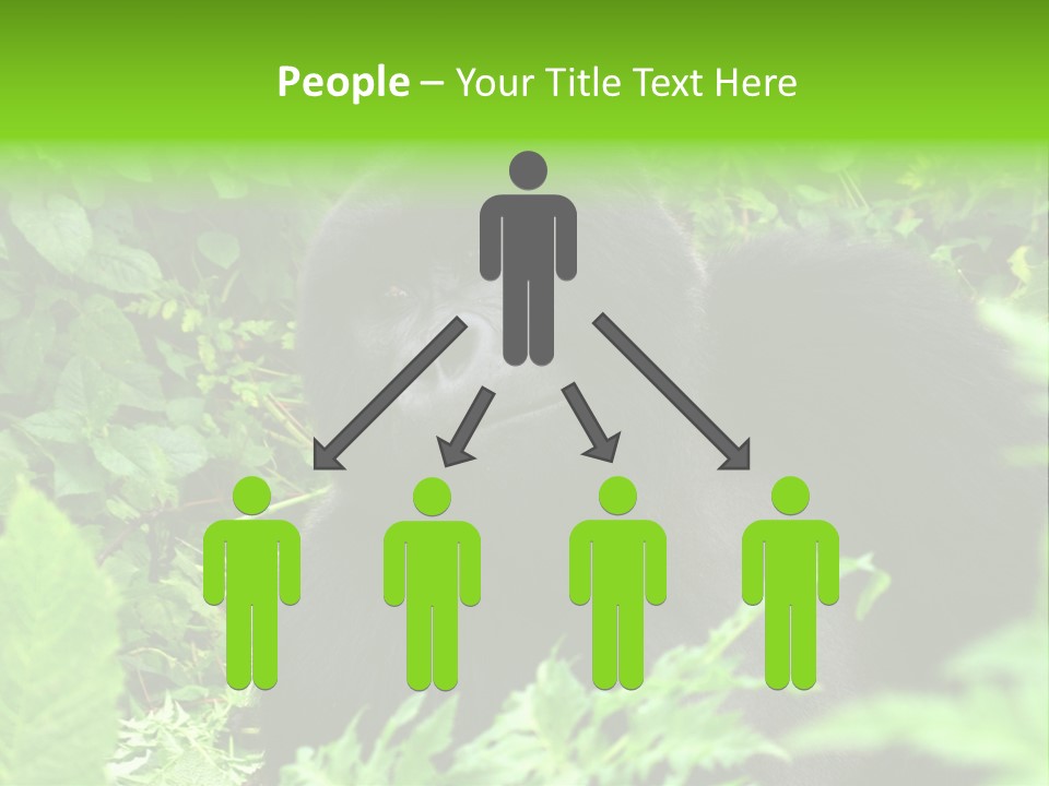 Virunga Gorilla Face Gorilla PowerPoint Template