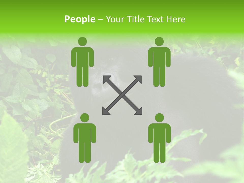 Virunga Gorilla Face Gorilla PowerPoint Template