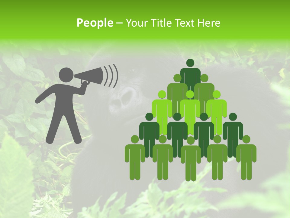 Virunga Gorilla Face Gorilla PowerPoint Template