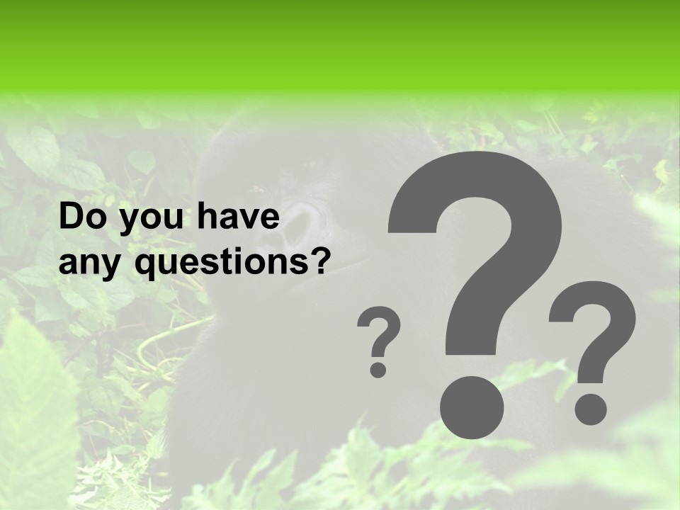 Virunga Gorilla Face Gorilla PowerPoint Template