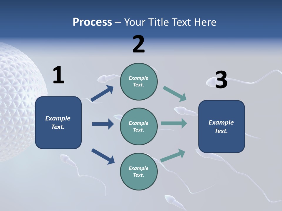 Ovule Competition Copulation PowerPoint Template