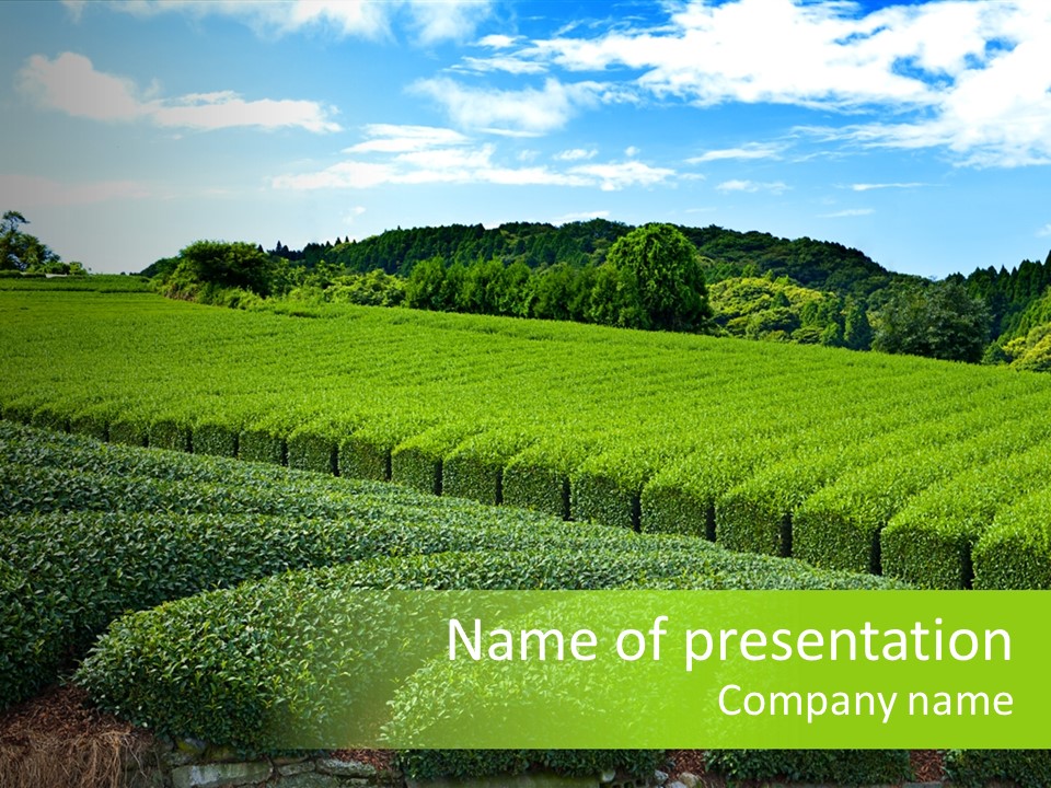 Gyokuro Countryside Tea PowerPoint Template