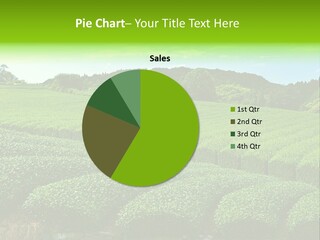 Gyokuro Countryside Tea PowerPoint Template