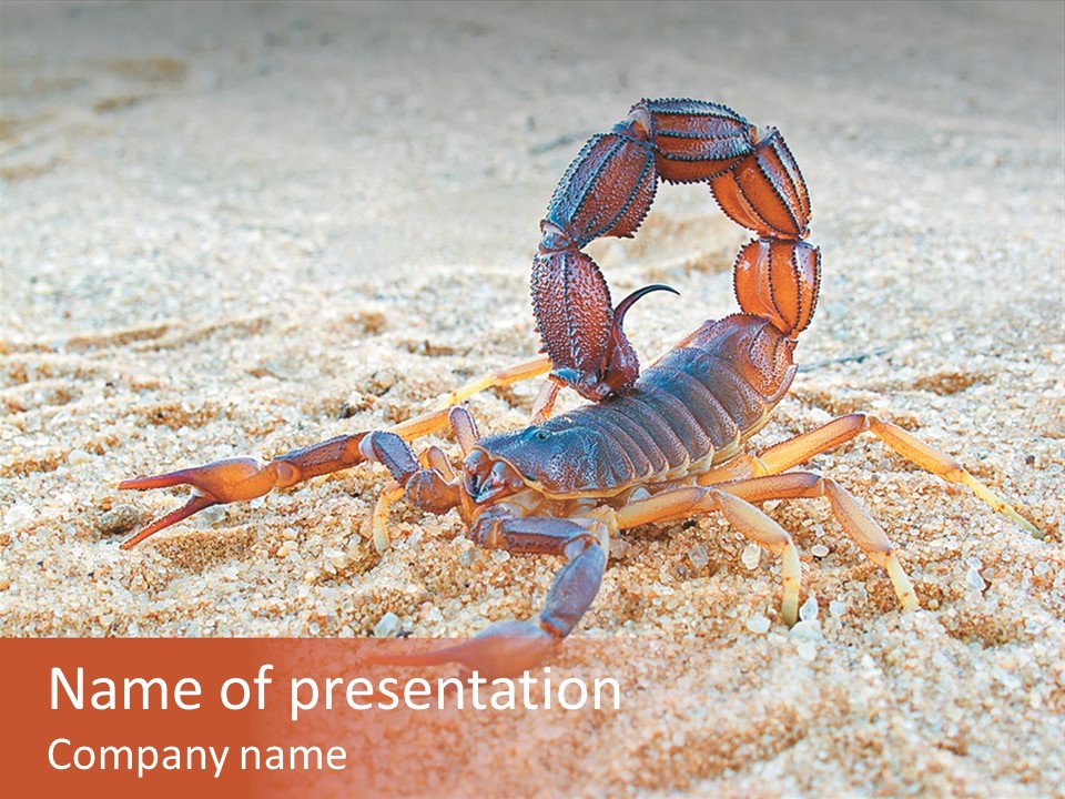 Aggression Scorpion Aggressive PowerPoint Template