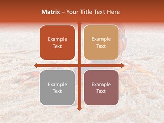 Aggression Scorpion Aggressive PowerPoint Template