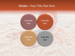 Aggression Scorpion Aggressive PowerPoint Template