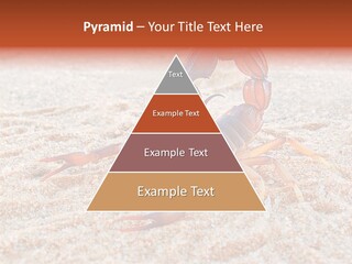Aggression Scorpion Aggressive PowerPoint Template