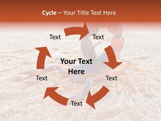 Aggression Scorpion Aggressive PowerPoint Template