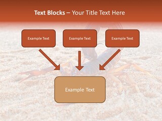 Aggression Scorpion Aggressive PowerPoint Template