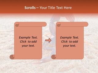 Aggression Scorpion Aggressive PowerPoint Template