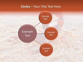 Aggression Scorpion Aggressive PowerPoint Template