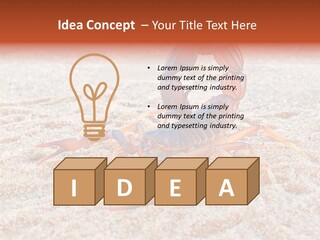 Aggression Scorpion Aggressive PowerPoint Template