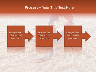 Aggression Scorpion Aggressive PowerPoint Template