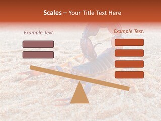 Aggression Scorpion Aggressive PowerPoint Template