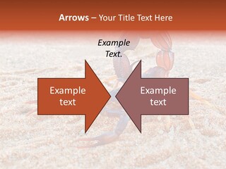 Aggression Scorpion Aggressive PowerPoint Template