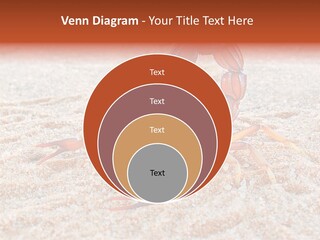 Aggression Scorpion Aggressive PowerPoint Template