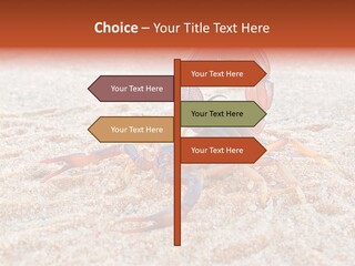 Aggression Scorpion Aggressive PowerPoint Template