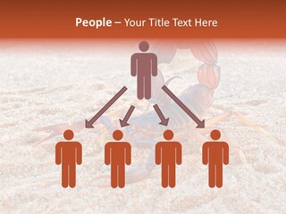 Aggression Scorpion Aggressive PowerPoint Template