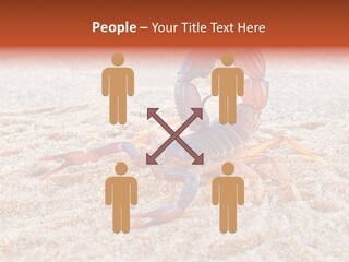 Aggression Scorpion Aggressive PowerPoint Template