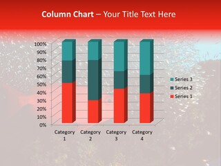 Nature Coral Soft Coral PowerPoint Template