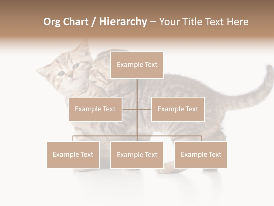 British Toddler Whiskers PowerPoint Template