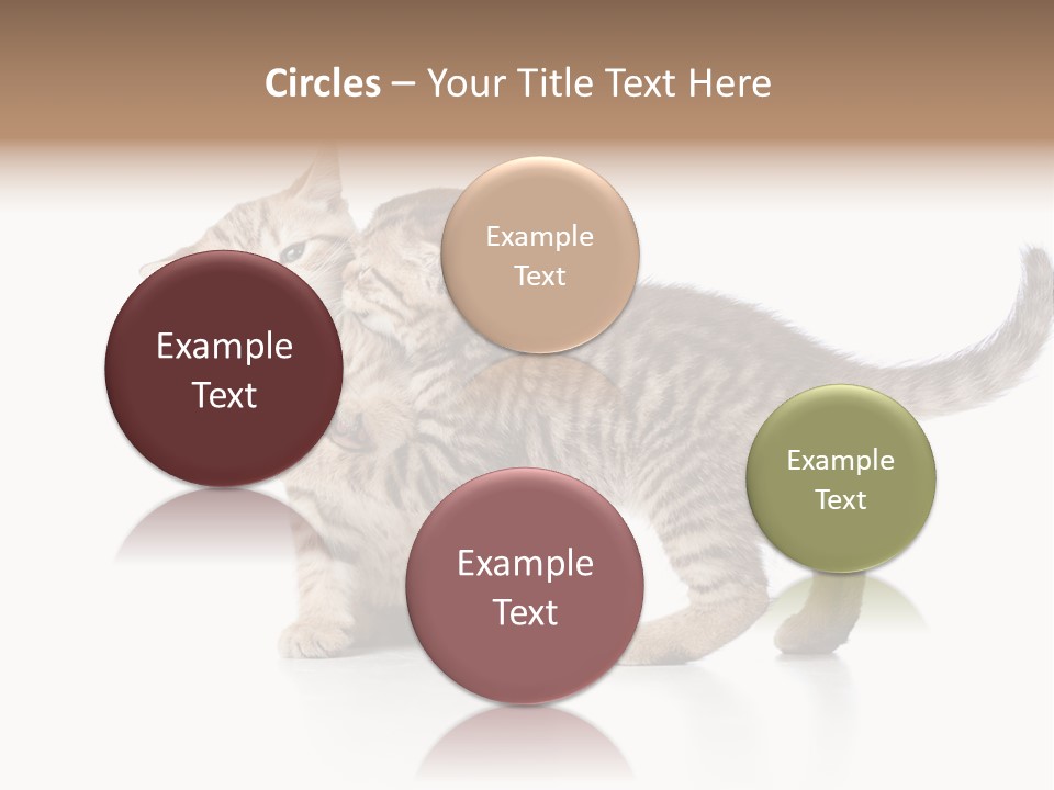 British Toddler Whiskers PowerPoint Template