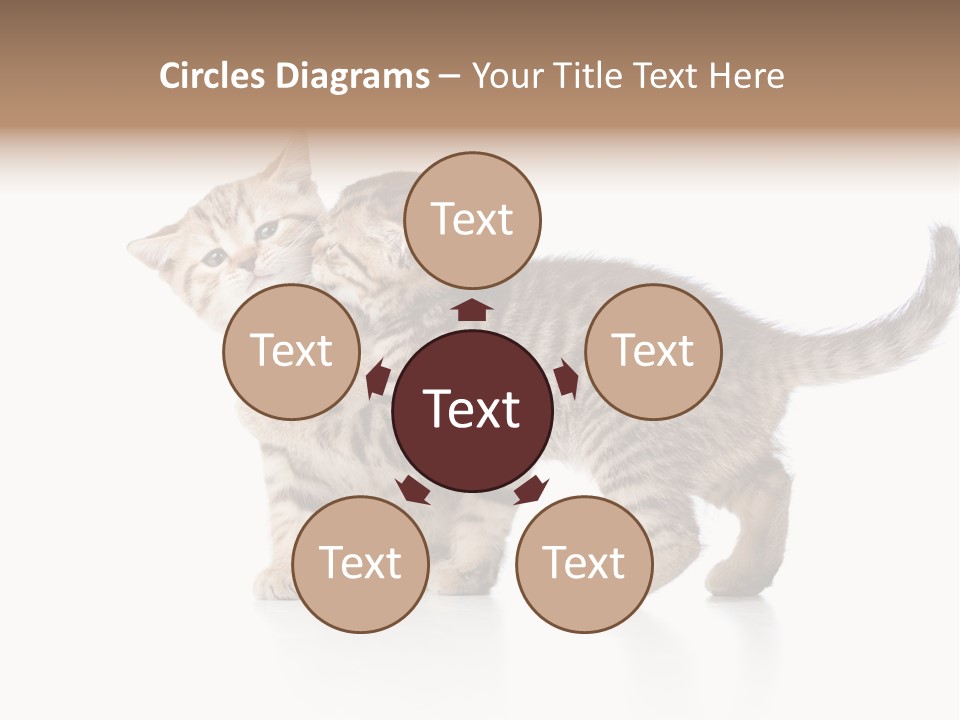 British Toddler Whiskers PowerPoint Template