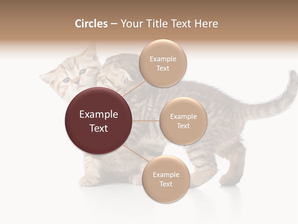 British Toddler Whiskers PowerPoint Template