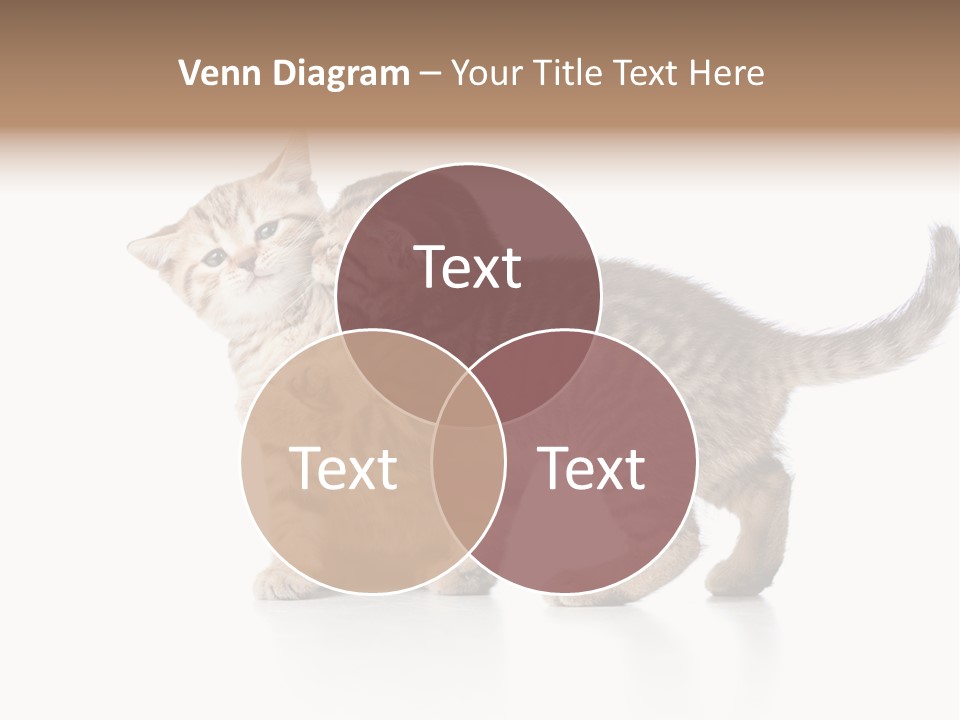 British Toddler Whiskers PowerPoint Template