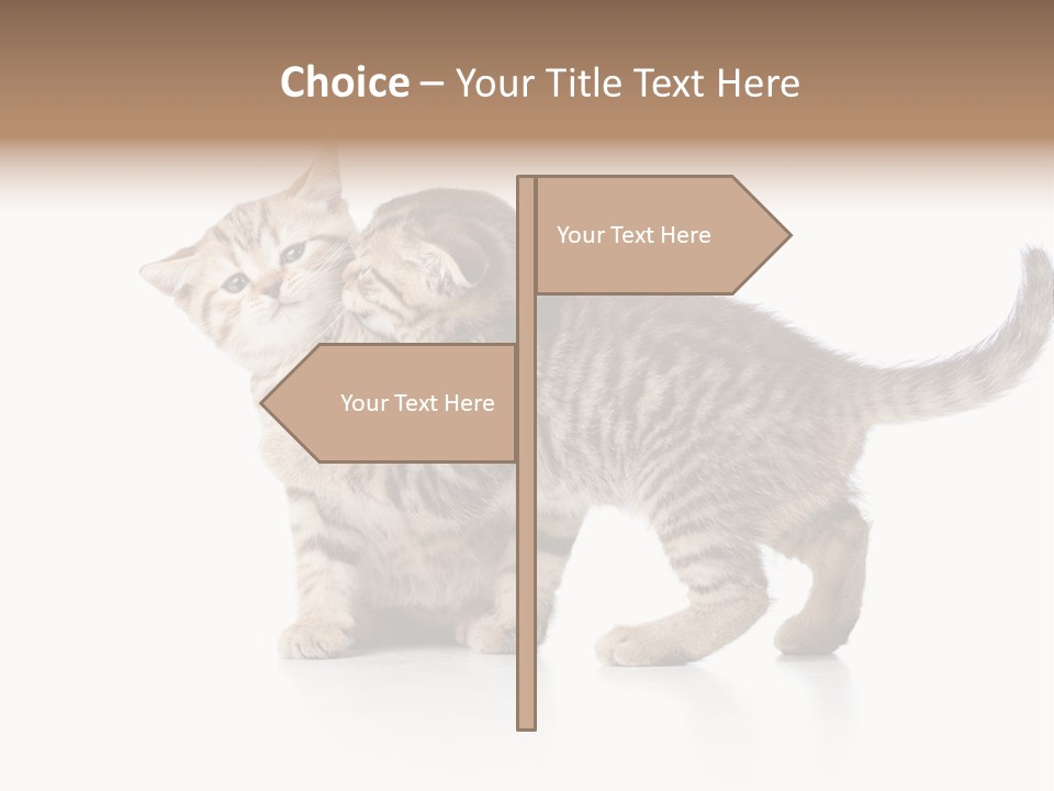 British Toddler Whiskers PowerPoint Template