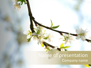 Park Wood Blossom PowerPoint Template