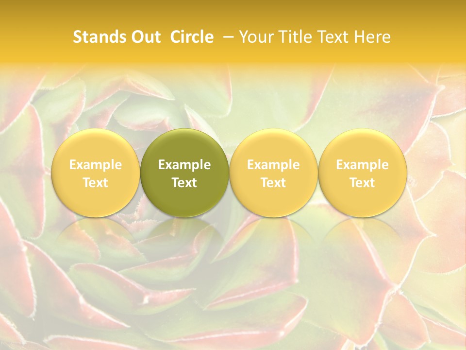 Cacti Cactus Ornamental PowerPoint Template