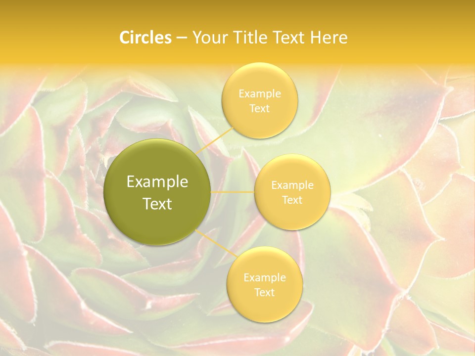 Cacti Cactus Ornamental PowerPoint Template