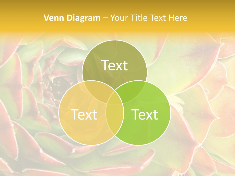 Cacti Cactus Ornamental PowerPoint Template