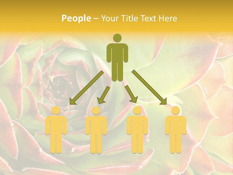 Cacti Cactus Ornamental PowerPoint Template