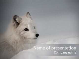 Artic Wildlife Horizontal Survival PowerPoint Template