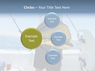 Colorful Fish Dolphin Fish Ocean Fishing PowerPoint Template