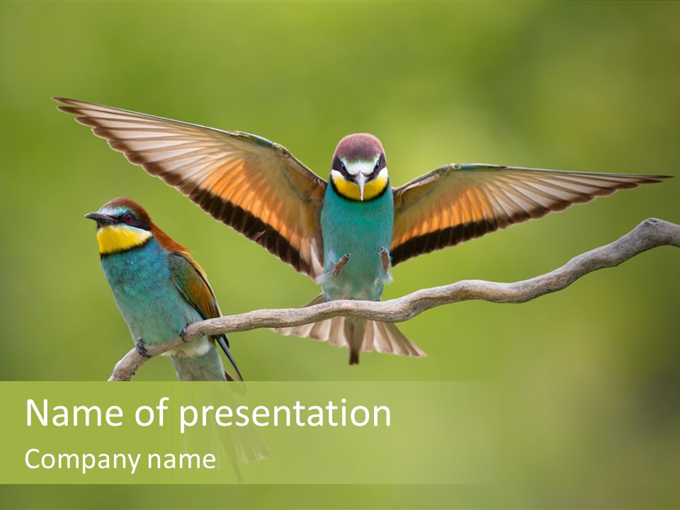 A Couple Of Birds Sitting On Top Of A Tree Branch PowerPoint Template