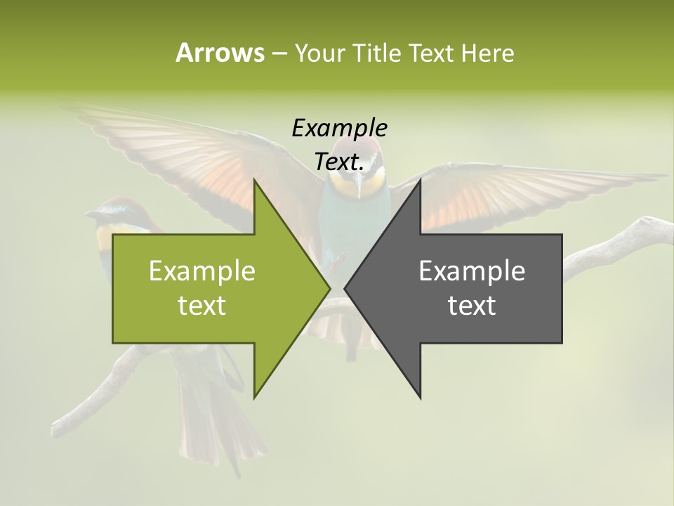 A Couple Of Birds Sitting On Top Of A Tree Branch PowerPoint Template