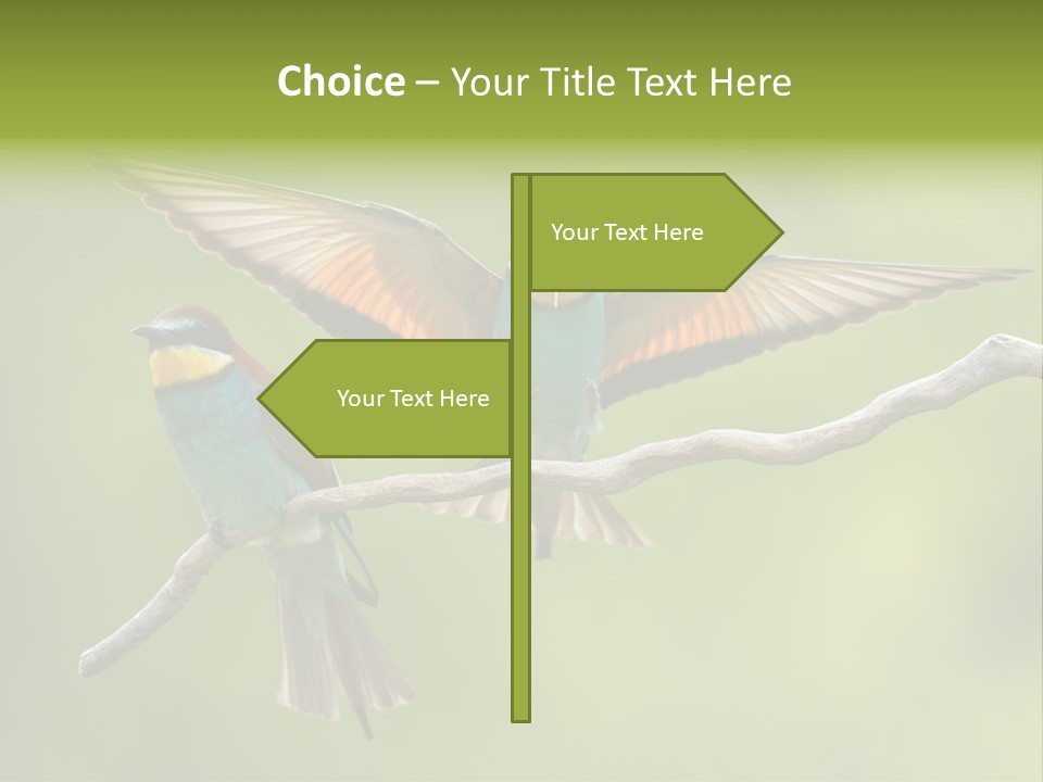 A Couple Of Birds Sitting On Top Of A Tree Branch PowerPoint Template